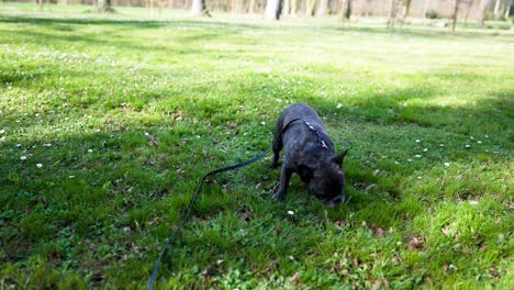 bulldog francés con collar negro y correa negra rueda en un prado y se sacude después a cámara lenta