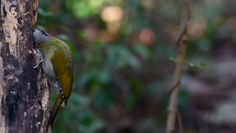 el pájaro carpintero de cabeza gris también se llama pájaro carpintero de cara gris se encuentra en muchos parques nacionales en tailandia y es muy particular en la elección de su hábitat para que prospere