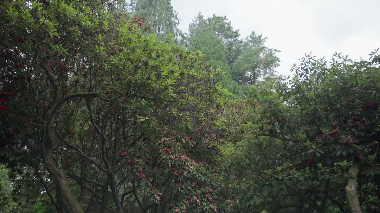 Gimbal shot moving under a tree with red berries in slow motion