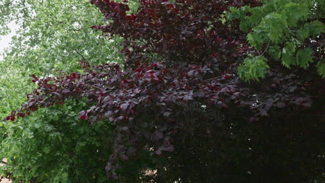 Tree branches with red and green leaves swaying in wind