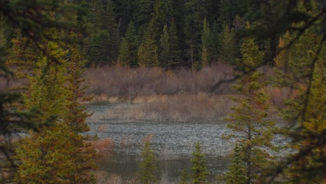 Teich-In-Der-Ferne-Windig-Vom-Wald-Im-Herbst