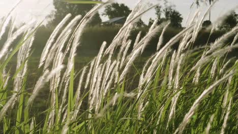 grass flowers blown in the wind and sunlight in nature is beautiful and soft