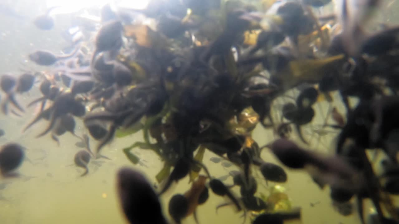 호수에서 수련을 먹는 배고픈 올챙이