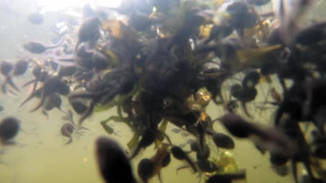 Hungry-Tadpoles-Eating-Water-Lilies-On-Lake