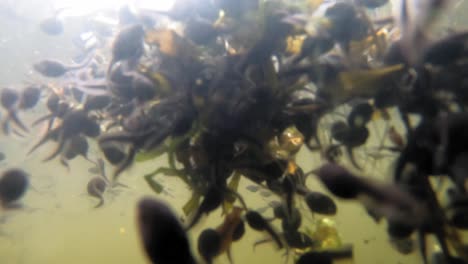 hungry tadpoles eating water lilies on lake