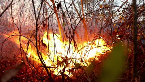 flames spread in a dangerous wildfire in the brazilian cerrado as the wind blows