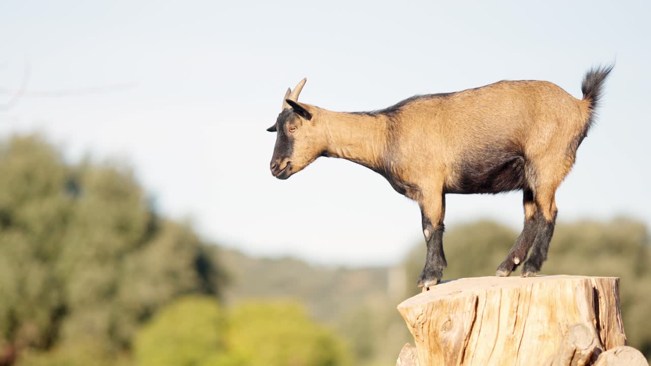 Brown and black goat standing on tree trunk in nature