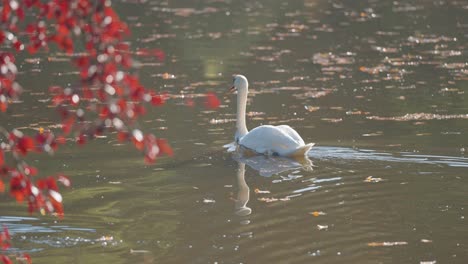 a lone swan gracefully glides on a tranquil lake. fallen leaves float on the water. colourful foliage in the foreground.