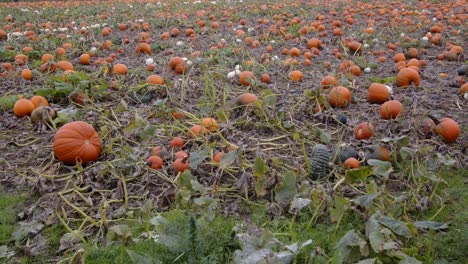 static shot of orange and green pumpkins growing in a farmer's field