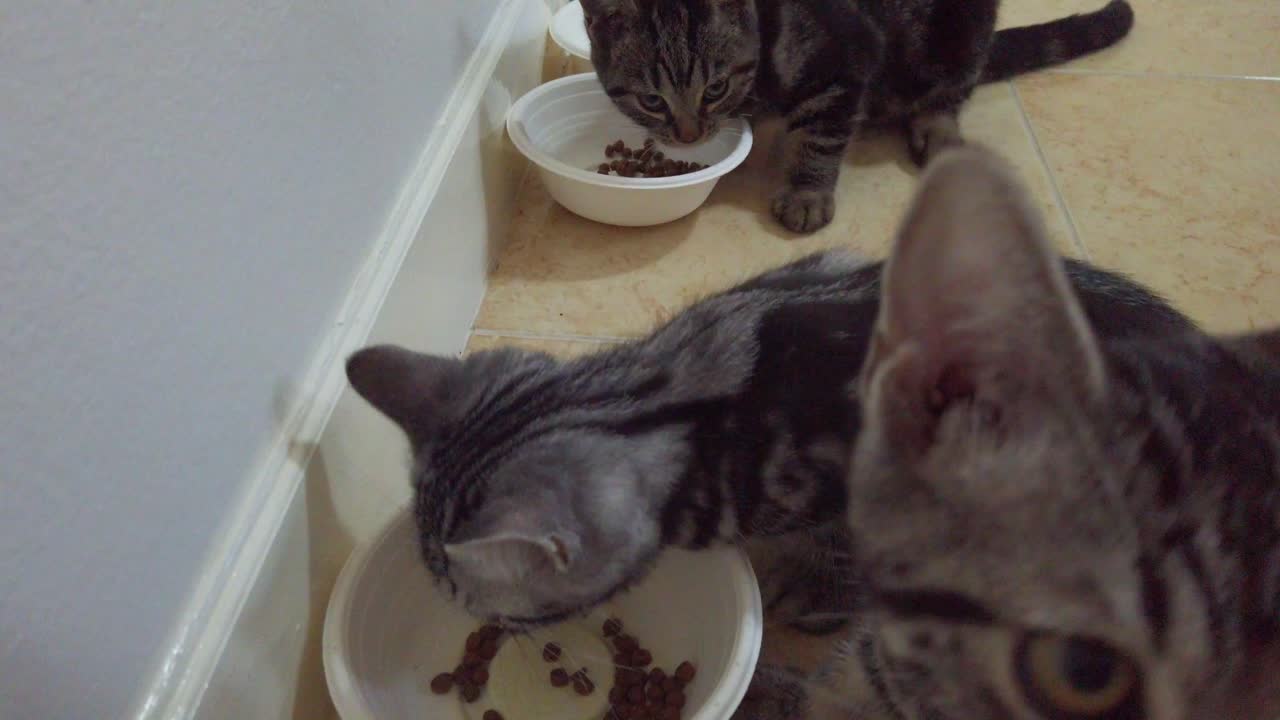 Niedliche schwarze und braune Kätzchen fressen Katzenfutter aus an der Wand aufgereihten Näpfen