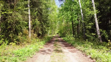 Forest-road