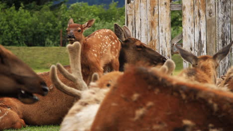 baby elk surrounded by female elk waks around