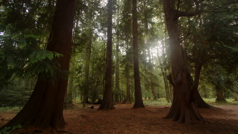 Shot-of-giant-sequoia,-giant-redwood-trees-with-sun-behind-at-Blackwater-Arboretum