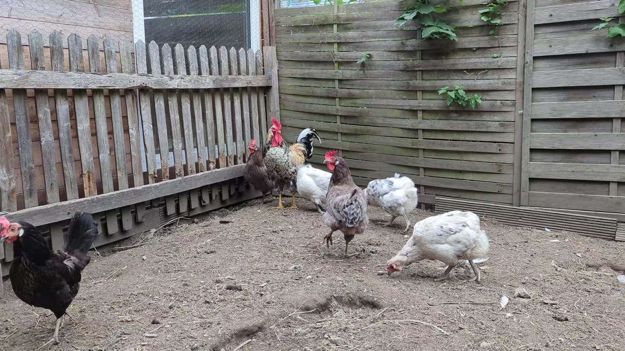 grupo de pollos en gallina en la granja