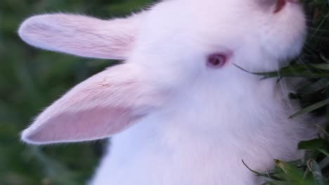 a close-up of a white rabbit in green grass