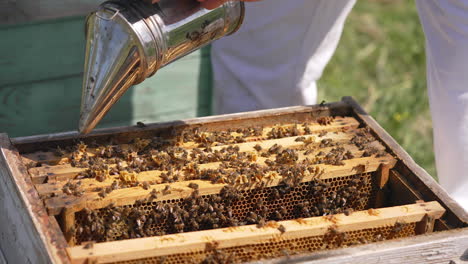 bees crawling on frames in open beehive. apiarist calms bees with a chimney before examining bees in a hive. close-up.