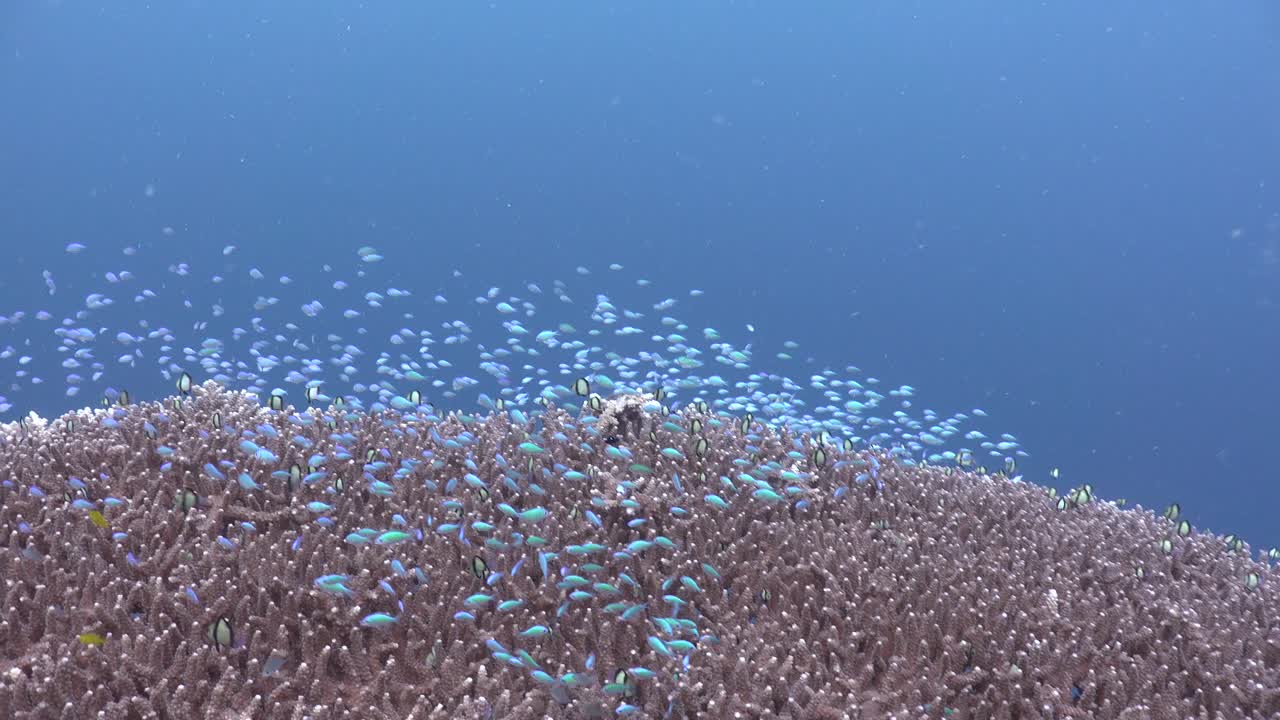 푸른 녀석 물고기가 열대 산호초의 큰 아크로포라 테이블 산호초 위를 헤엄치고 있습니다.