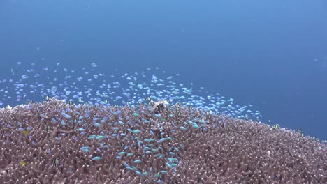 blue damsel fish swimming over big acropora table coral on tropical coral reef