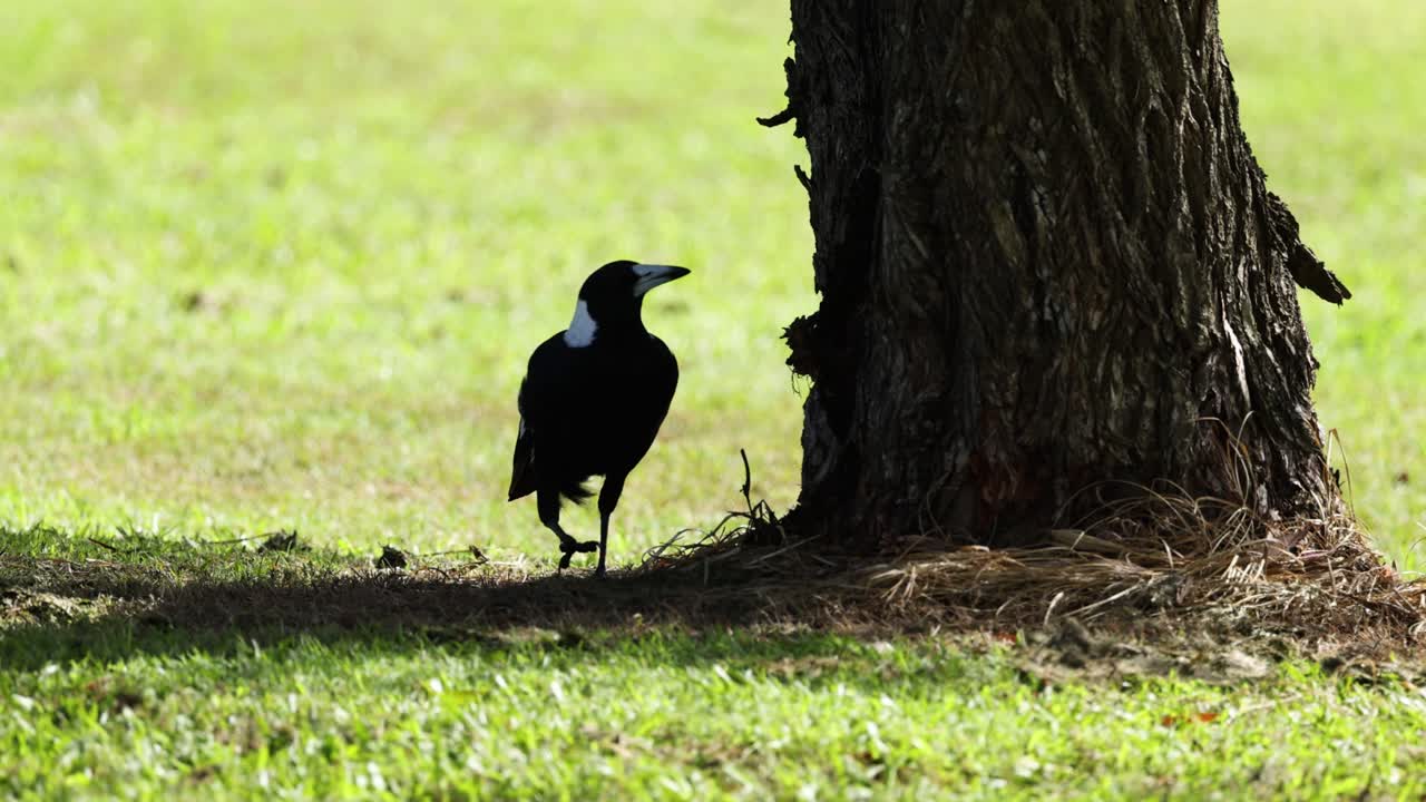 la urraca caminando, posándose y observando alrededor del árbol