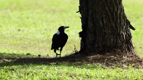 magpie walking, perching, and observing around tree