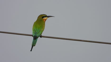 bee eater waiting for pray