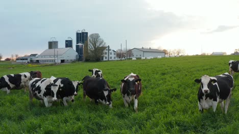 female cows and heifers graze in green meadow pasture under dramatic sunset