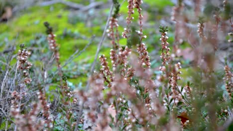 Heather-blowing-in-the-wind