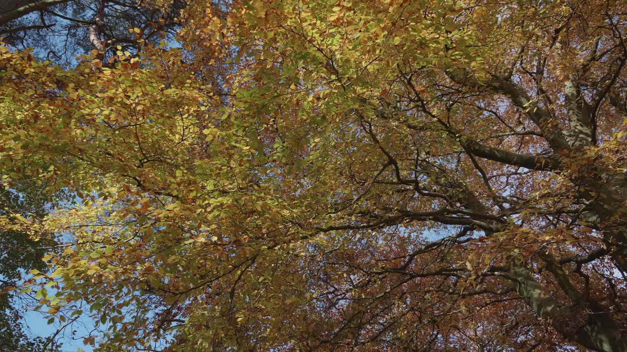 Beech tree with golden leaves in autumn