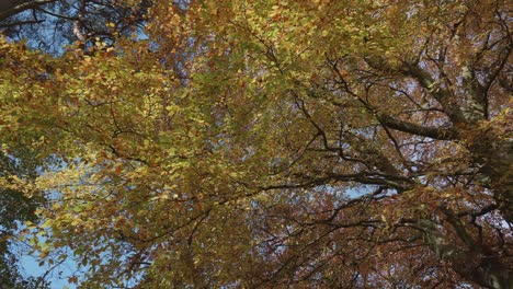 árbol-De-Haya-Con-Hojas-Doradas-En-Otoño