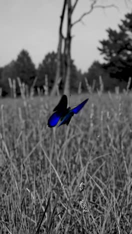 A vibrant blue butterfly in flight over a monochrome field, captured from a low angle