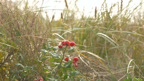 bright red berries on green foliage stand out among the muted tones of wild beach vegetation