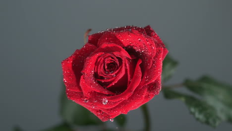 Gota-De-Lluvia-Que-Fluye-Sobre-Una-Rosa-Sobre-Un-Fondo-Negro