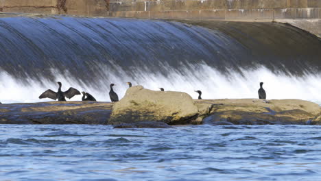 Mehrere-Zweireihige-Kormoranvögel-Hockten-Auf-Großen-Felsen-Und-Trockneten-Ihre-Flügel-In-Der-Warmen-Frühlingssonne-Am-Grund-Des-Städtischen-Flussdamms,-Während-Das-Wasser-Vorbeirauschte