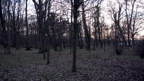 Panorama-of-a-forest-clearing-in-the-city-buildings,-in-the-distance-you-can-see-moving-cars