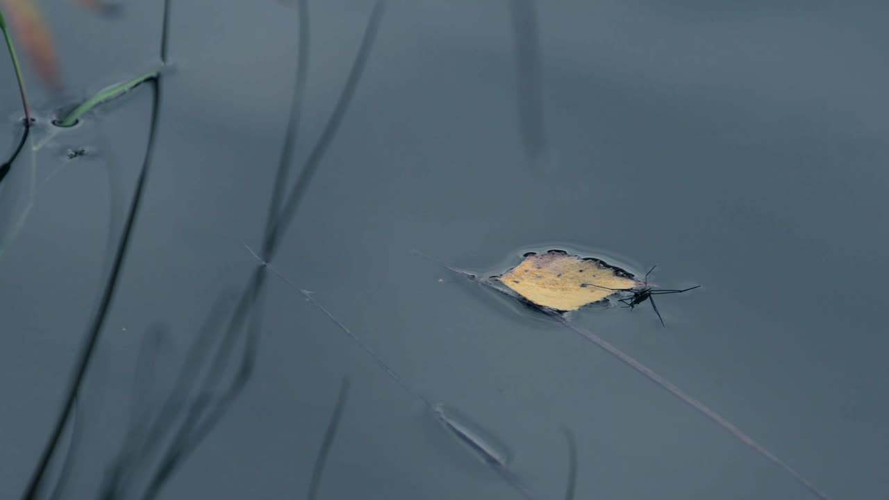 호수의 부드러운 표면에 노란 잎. 가을 잎은 웅이에 떠다닙니다.