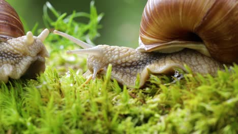 Helix pomatia also Roman snail, Burgundy snail