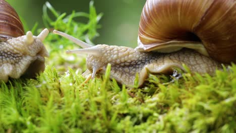 helix pomatia also roman snail, burgundy snail