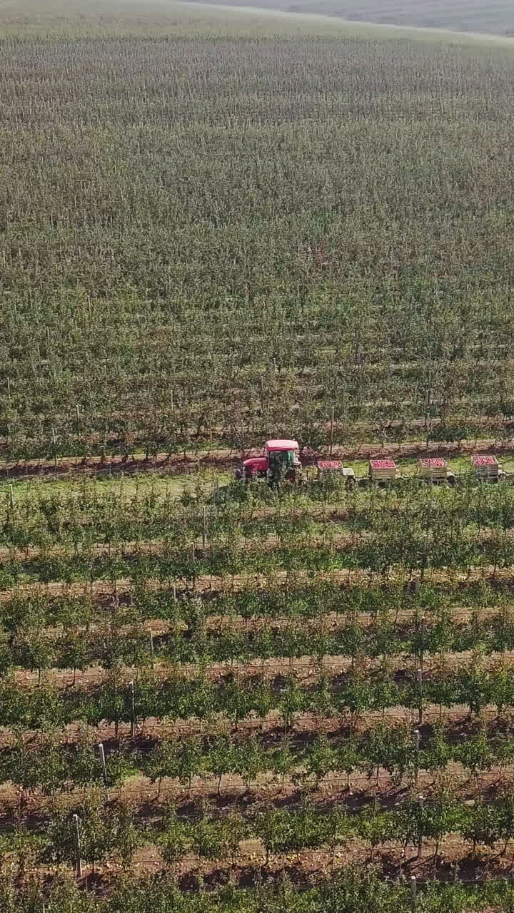 Aerial view of apple orchard. Fresh picked apple harvest in wooden bins on the farm. Beautiful view of fruit production farm 4k Vertical video