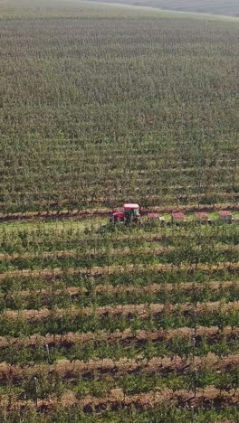 aerial view of apple orchard. fresh picked apple harvest in wooden bins on the farm. beautiful view of fruit production farm 4k vertical video