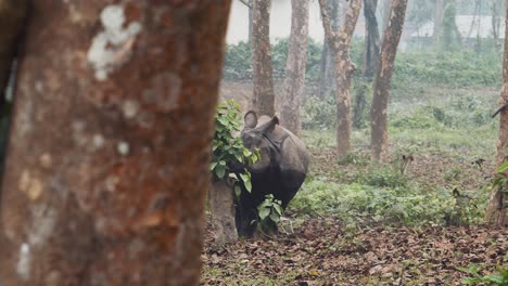 rinoceronte con hojas verdes en un paisaje de niebla, con árboles a su alrededor