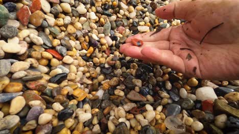 primer plano de una mano madura en busca de piedras y guijarros raros y coloridos