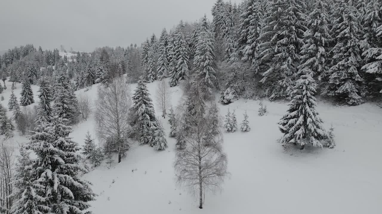 루마니아의 나무 사이를 날다 - 시네마틱 4k