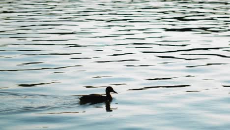 left-right panning following a duck on the water with shadows and rays