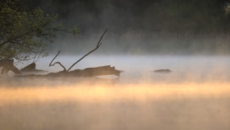 fog evaporating on lake in the early morning sun light with orange beam of light shining through