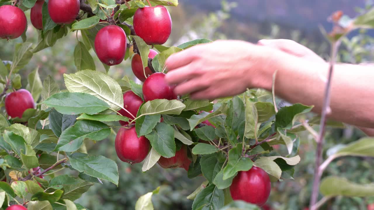 Beautiful red organic apples hanging on branch - Male hands inspecting fruit hanging on tree - Static closeup with shallow focus and blurred background - Hardanger Norway