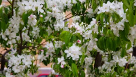 Eine-Schöne-Pfirsichblüte-Im-Frühling