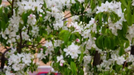 a nice peach flower in the spring