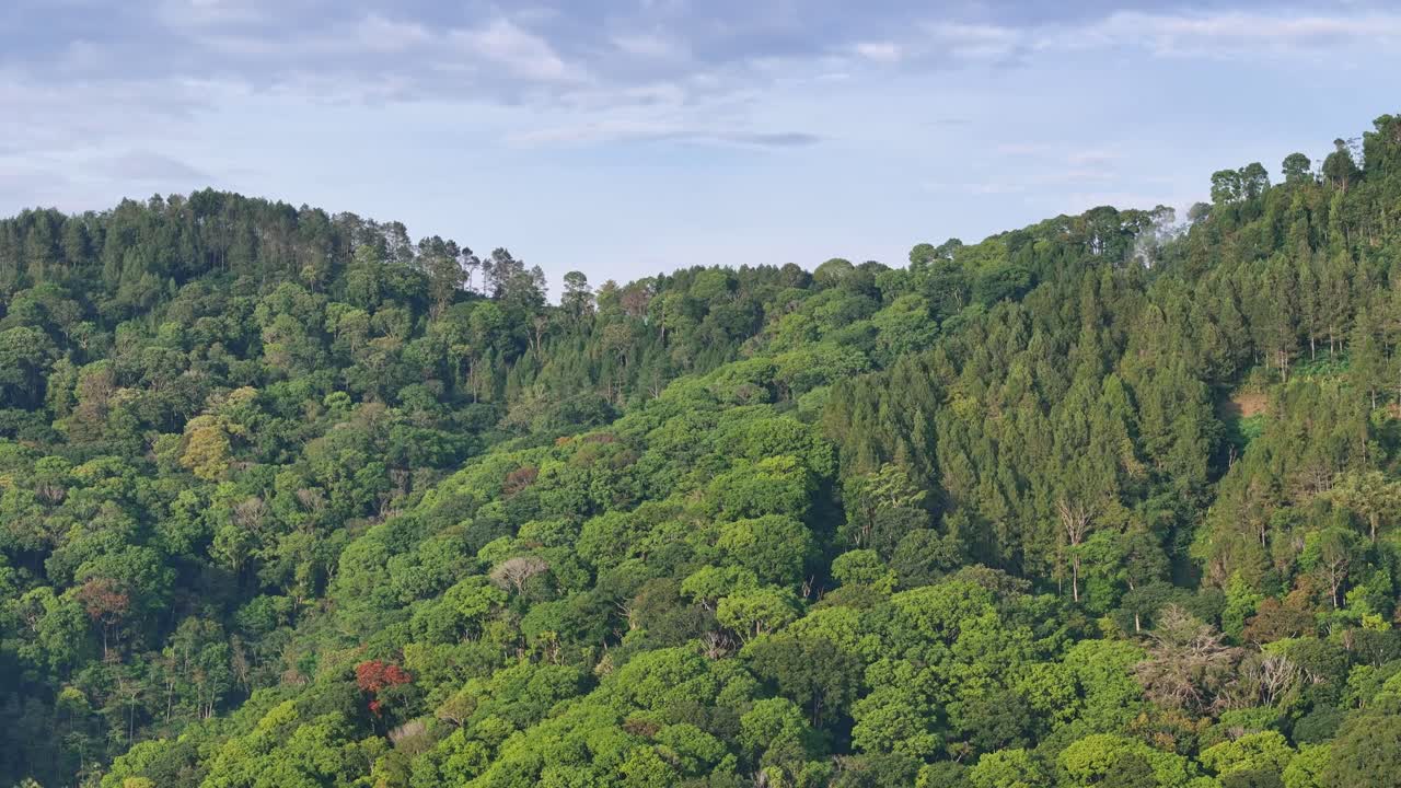 Drone footage of lush rainforest vegetation covering mountain slopes, showing vibrant shades of green and natural beauty
