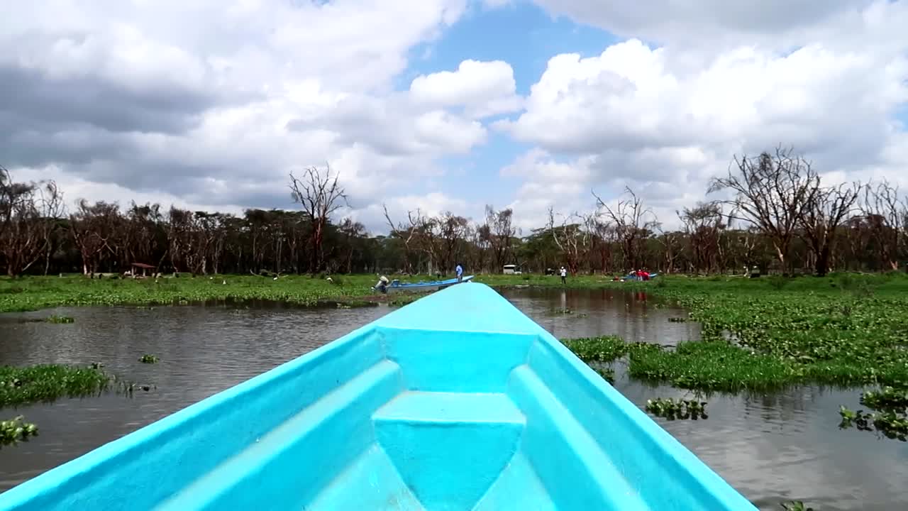 toma panorámica de un barco azul de fibra de vidrio navegando a través de la tierra pantanosa en el lago naivasha