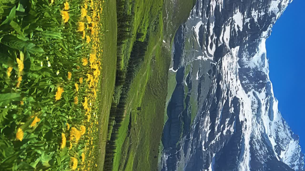 vista vertical de montañas nevadas y prados alpinos en flor en primavera, suiza